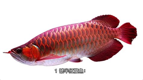 龍魚價格